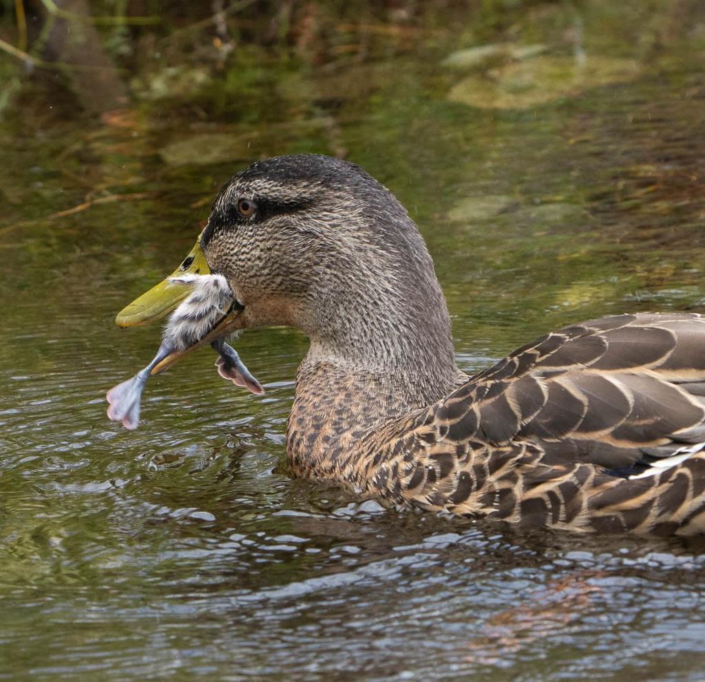 Shock as killer ducks feast on Bird of the Century chicks