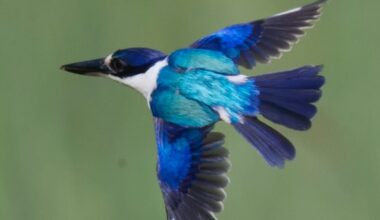 Forest kingfisher with bright blue plumage mid-flight in Queensland