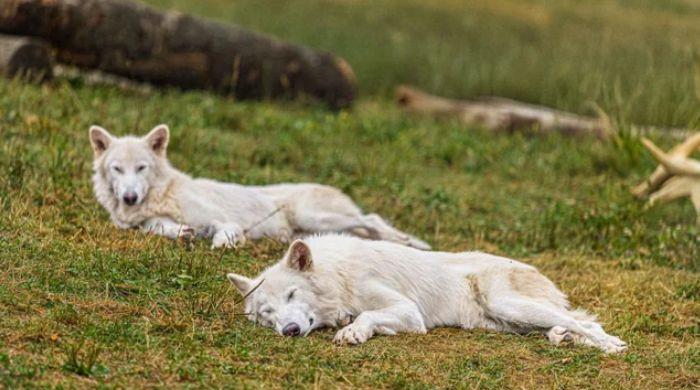 Colossal's dire wolves are now living as pack for first time in 10,000 years