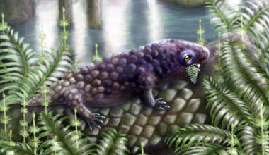 Scientists think this is the first plant-eating land animal