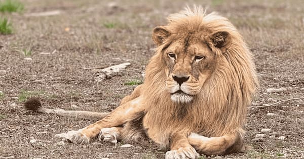 Elderly lions at Orana Wildlife Park euthanised