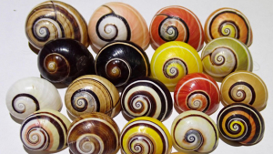 snail shells