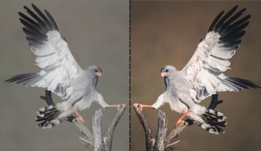 Wildlife Editing Without Guesswork: Mark Dumbleton's System