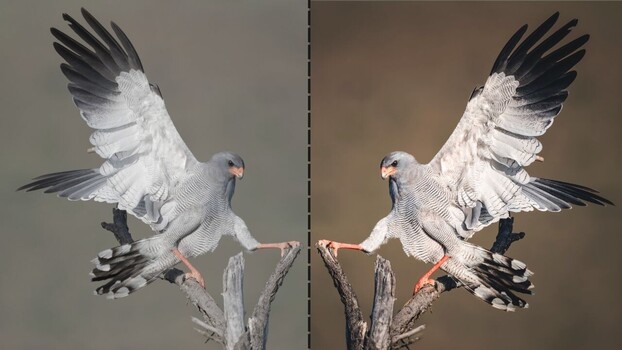 Wildlife Editing Without Guesswork: Mark Dumbleton's System