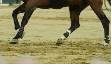 FEI Launches Investigation After Altercation In Doha Warm-Up