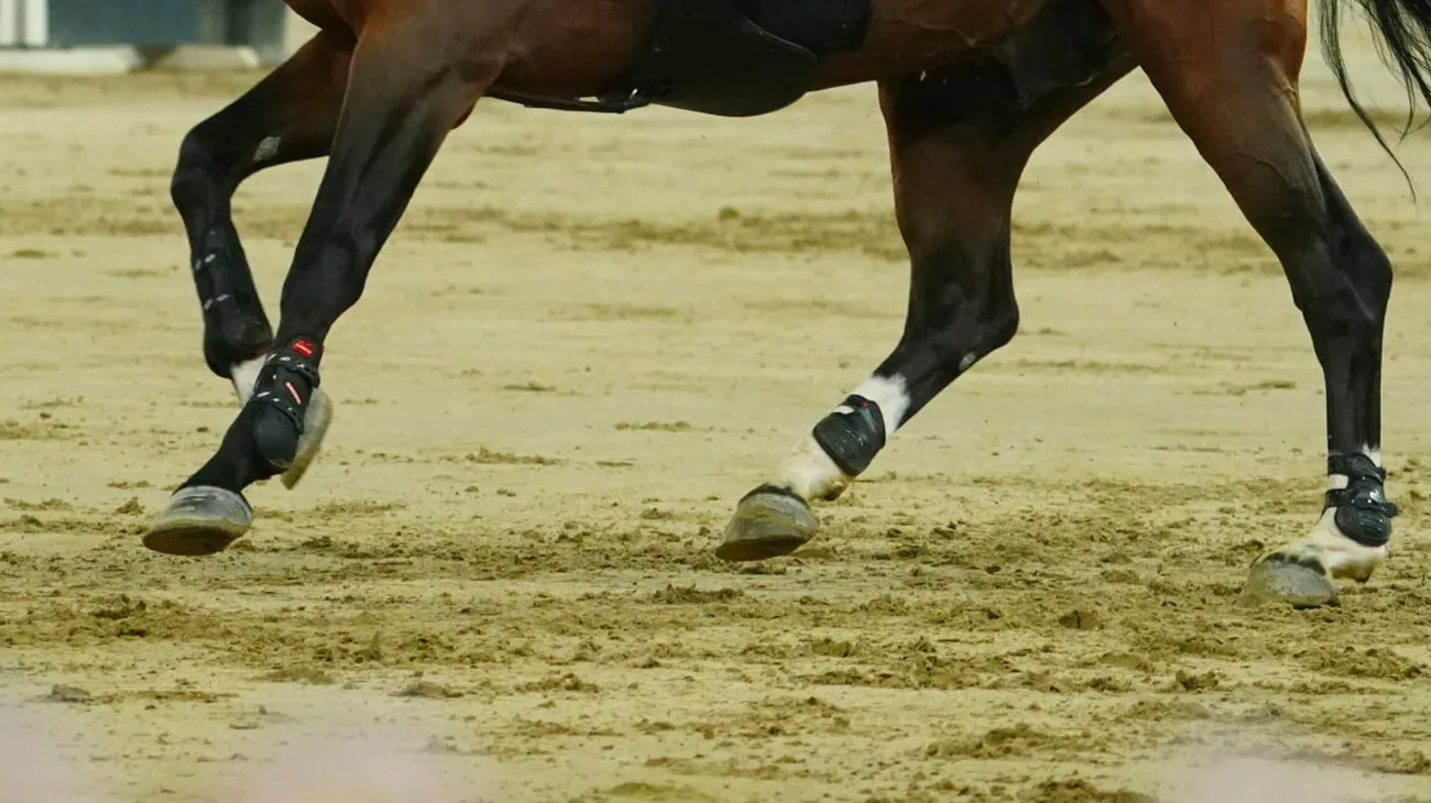 FEI Launches Investigation After Altercation In Doha Warm-Up