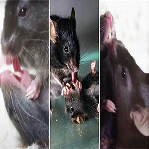 In two independent studies, W. Sun et al. and F. Sun et al. showed that mice exhibit stereotyped behaviors toward unconscious conspecifics, escalating from sniffing and grooming to licking of the head and tongue pulling, which accelerated recovery from unconsciousness. Credit: USC/Science