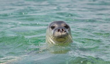 Mediterranean Monk Seal in Greece