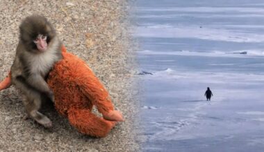 1) The seven-month-old Punch-kun macaque in Ichikawa zoo in Japan (Photo: @ichikawa_zoo/ X) , 2) The viral penguin from Herzog’s 2007 documentary. (Photo: @jahangir_sid/ X).