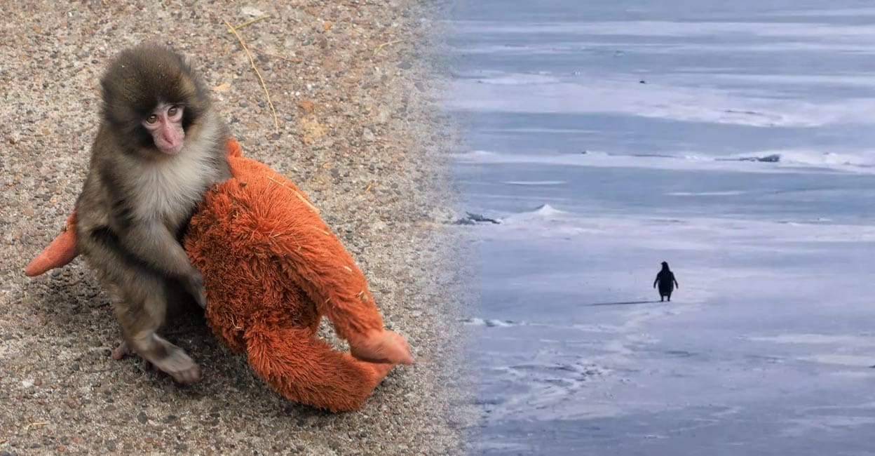 1) The seven-month-old Punch-kun macaque in Ichikawa zoo in Japan (Photo: @ichikawa_zoo/ X) , 2) The viral penguin from Herzog’s 2007 documentary. (Photo: @jahangir_sid/ X).
