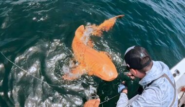 A bright orange nurse shark alongside a fishing boat off Costa Rica, documented as a rare pigment case linked to xanthism and possible albinism.