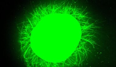 Scientists Grew Mini Human Spinal Cords, Then Made Them Repair After Injury : ScienceAlert