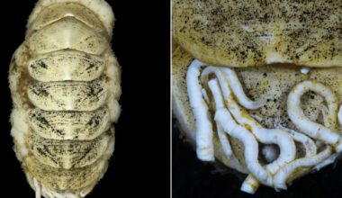 New Deep-Sea Mollusk Has an Iron Tongue and Hitchhiking Worms That Eat Its Poo