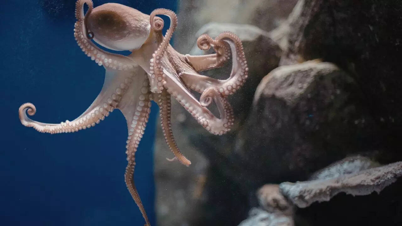 Octopuses