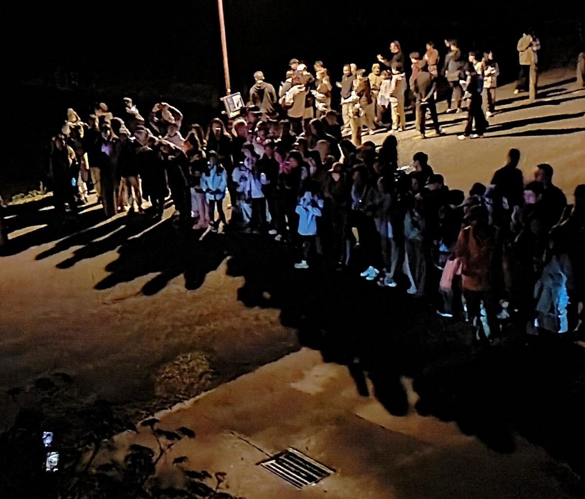 Tourist throngs watching penguins from road causing concern