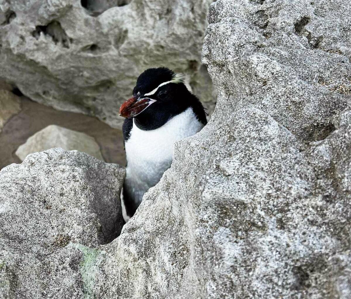 Penguin sightings prompt renewed dog control calls