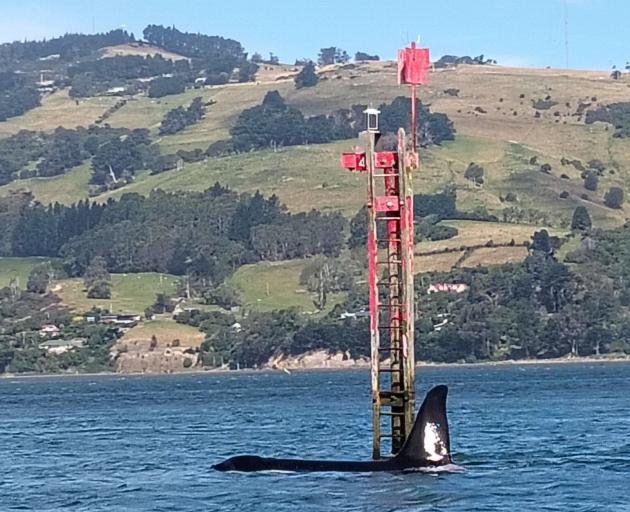 An orca plays in Otago Harbour yesterday. PHOTO: RACHEL MCGREGOR