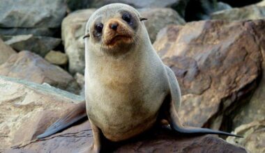 Sharks or humans: anger, questions over seal deaths