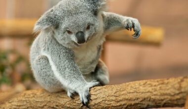 CrowdScience, CrowdScience, Why don't more animals have opposable thumbs?