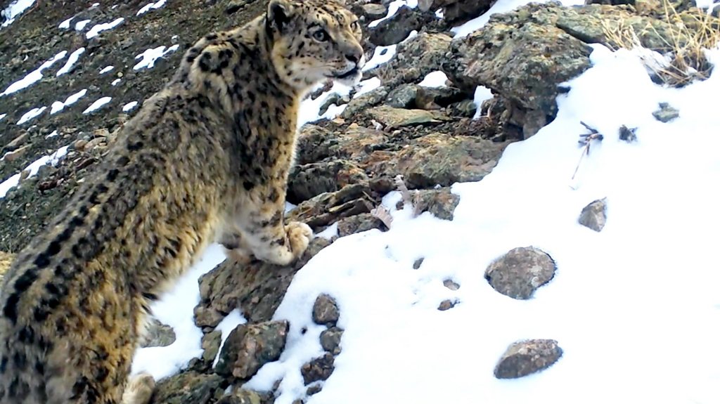 In search of the elusive snow leopard in Uzbekistan
