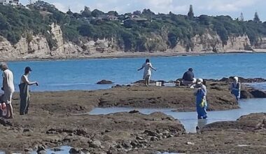 Two-year ban imposed on rockpool harvesting north of Auckland