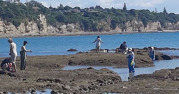Two-year ban imposed on rockpool harvesting north of Auckland