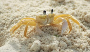 How do crabs breathe underwater?