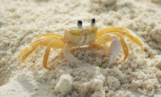 How do crabs breathe underwater?