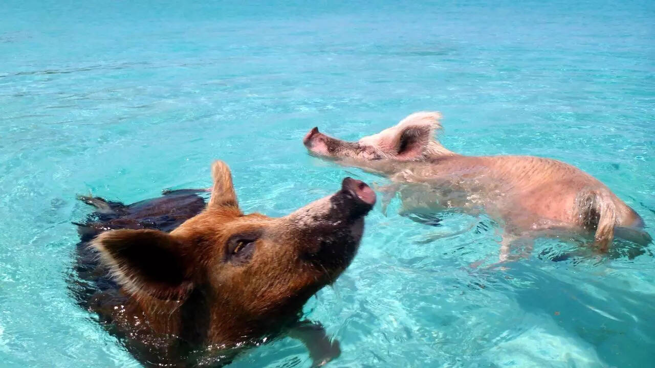 Pig Island