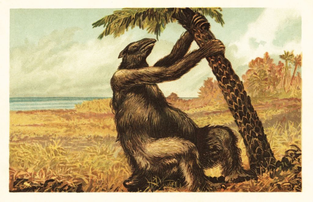 Megatherium americanum pulling on a palm tree. Extinct species of ground sloth endemic to South America, Early Pliocene to the Pleistocene. Megatherium americanum. Colour printed illustration by F. John from Wilhelm Bolsche