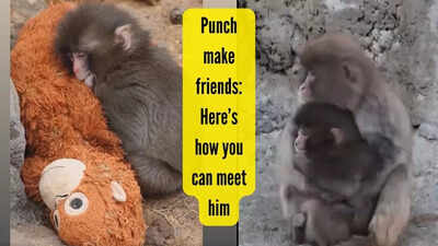 Want to meet Punch? The viral baby monkey with a plushie from Japan has finally found friends and love