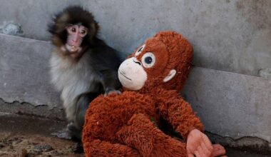 Abandoned baby monkey finds comfort in stuffed orangutan, charming zoo visitors