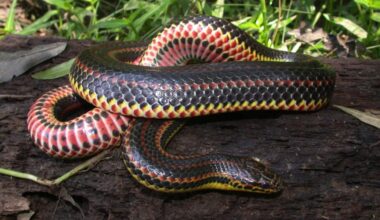 Snakes Resort to Cannibalism When the Opportunity Strikes, Study Shows