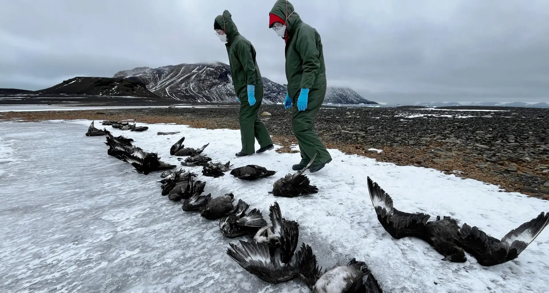 H5N1 bird flu kills more than 50 skuas in first Antarctica wildlife die off