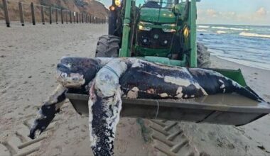 dead whale, rare turtle wash ashore in Israel