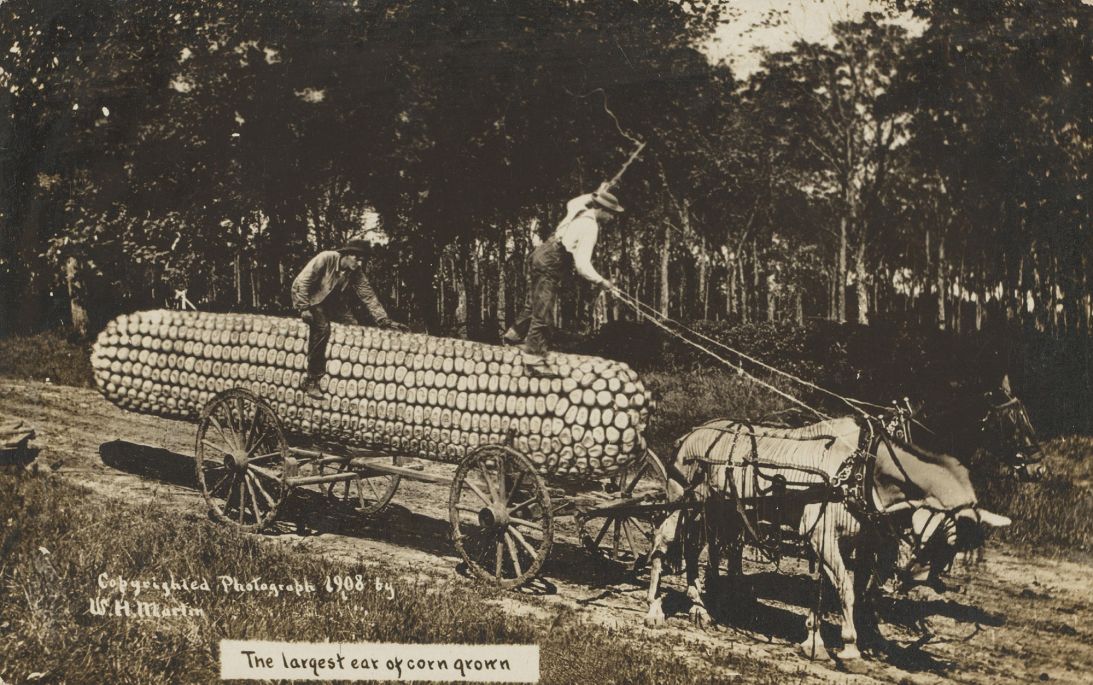 An American postcard appearing to show the largest ear of corn ever grown. Image created by photographer W.H. Martin in 1908.