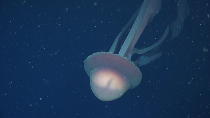 A Stygiomedusa gigantea discovered in the deep sea off the coast of Argentina by the Schmidt Ocean Institute.