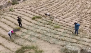 Growing fruits on desert lands? Inside China’s decades-long fight against desertification