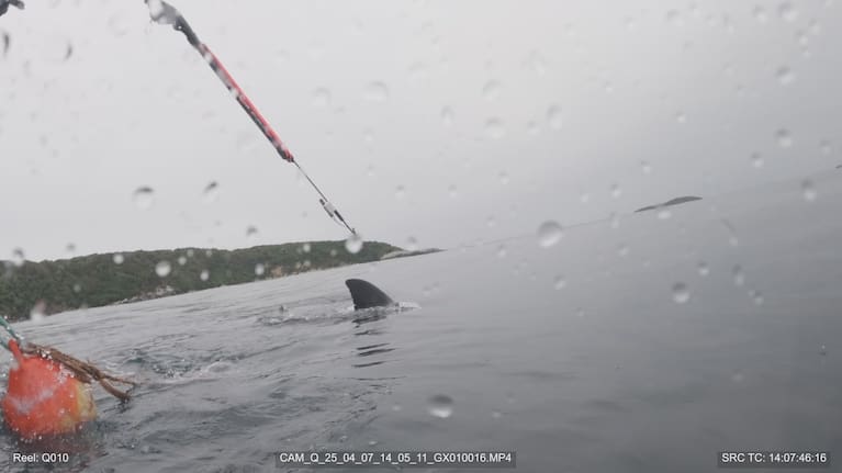 Great Whites were tagged to learn more about their movement.