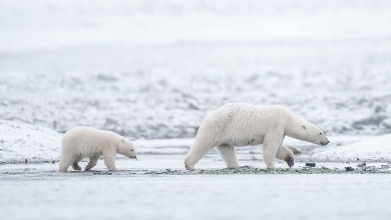 Polar bears in Norway’s Arctic are getting fatter and healthier, despite melting sea ice
