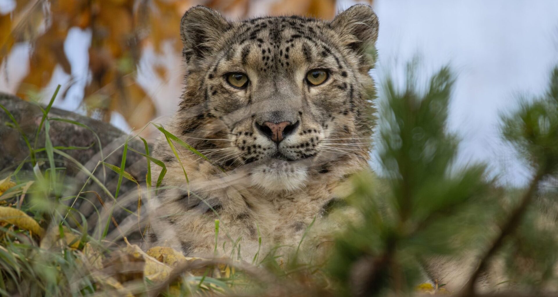 Six ‘snow leopards’ to watch for in the decade ahead