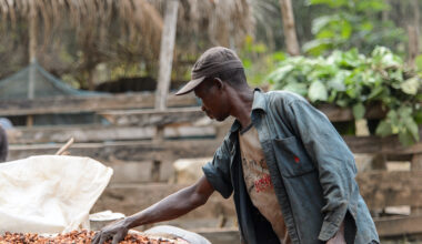 Ghana's Cocobod sets lower farm gate prices, reducing pay by over 25 per cent