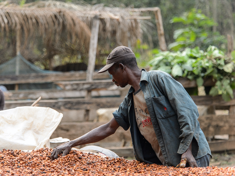 Ghana's Cocobod sets lower farm gate prices, reducing pay by over 25 per cent