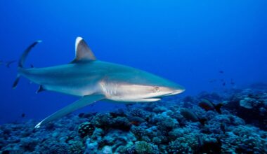 "I was filming in the Coral Sea when a huge shark rocketed up from the deep and came straight for me..."