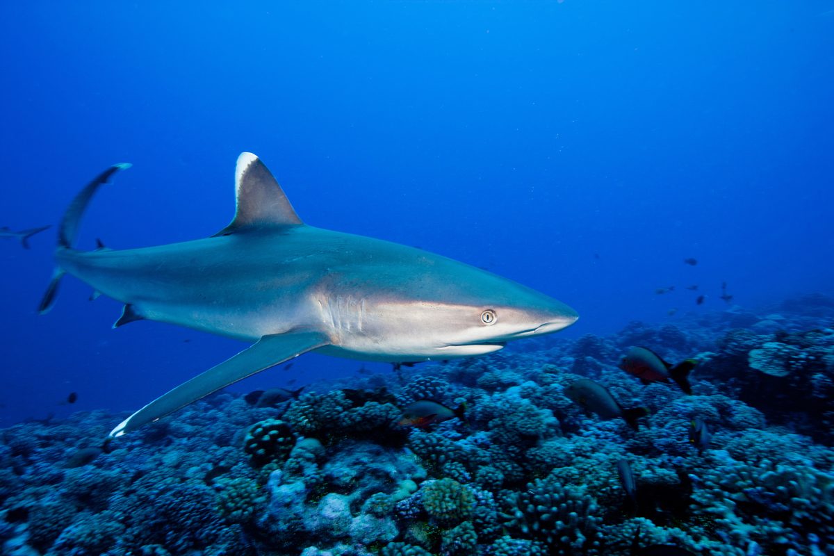 "I was filming in the Coral Sea when a huge shark rocketed up from the deep and came straight for me..."