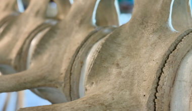 Working with Code Assistants: The Skeleton Architecture