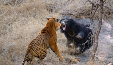 Mother Sloth bear with two young babies on her back fighting with male tiger in forests.