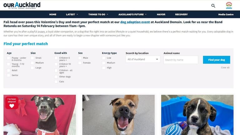 Some of the puppies available for adoption through Auckland Council’s Puppy Love platform. (Source: Auckland Council)