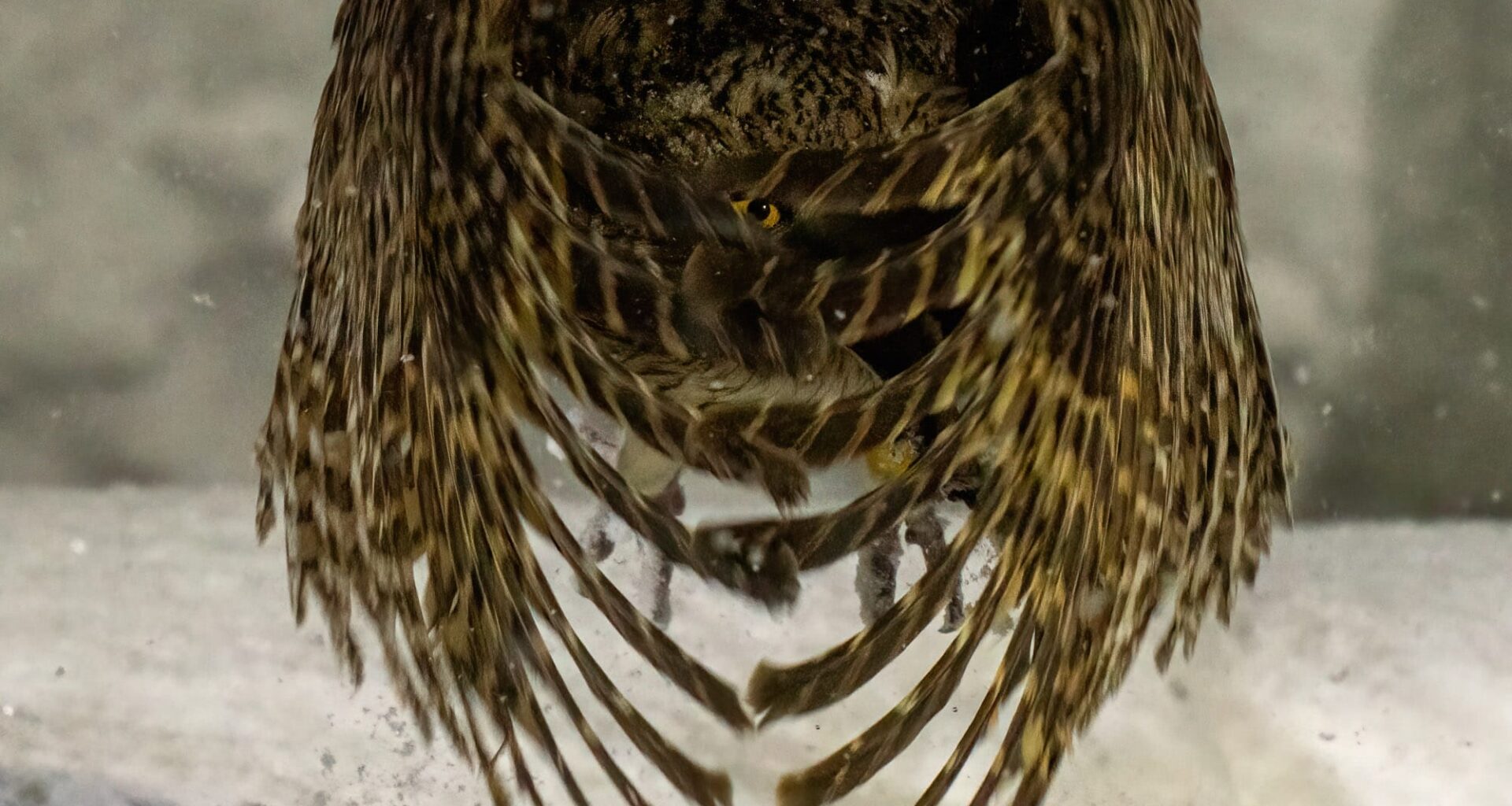 A photo by Chung Cheong Wong of a bird of prey with one visible eye through its splayed wing feathers