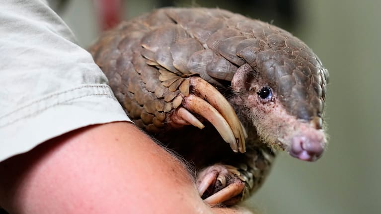 A keeper holds a Chinese pangolin at its enclosure at the zoo in Prague, Czech Republic, Thursday, May 19, 2022
